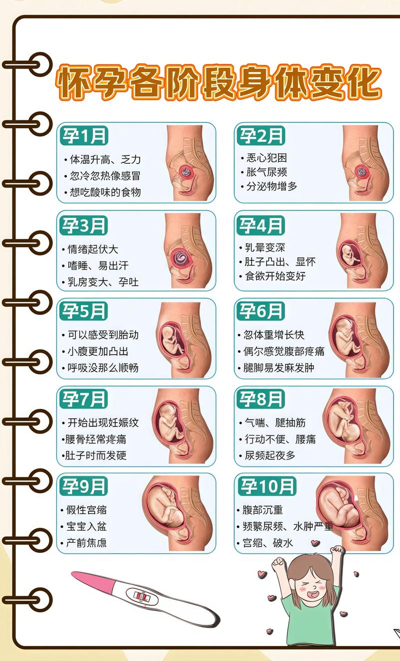 揭秘供卵代孕妈妈怀孕小腹分两节，孕期变化的奥秘荣昌代生机构: